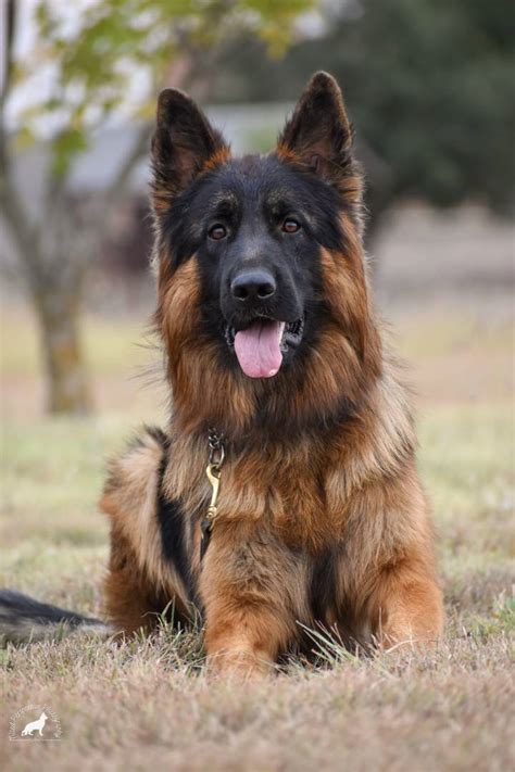 von ruh german shepherds